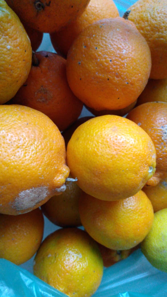 Limão Taiti orgânico ~500g (tem 2kg) OFERTA